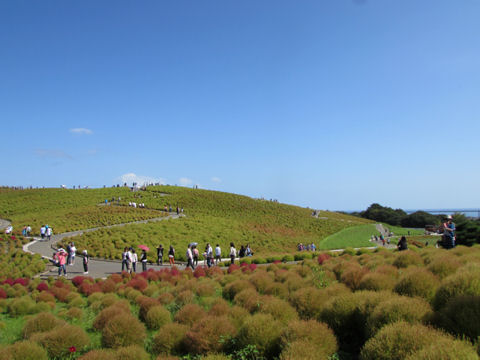 国営ひたち海浜公園