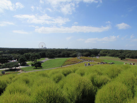 国営ひたち海浜公園